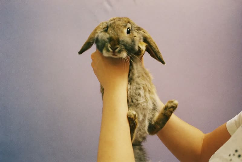 Hands gently lifting a small dwarf rabbit