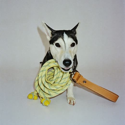 A rope dog toy and a plain collar on a pastel grey backdrop